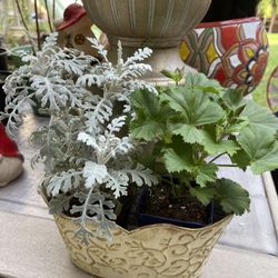 Beautiful Pelargonium/Geranium( Blooming) +Dusty Miller In Cute Metal Pot 5" x 10".