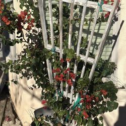 Bougainvillea Plant 