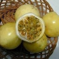 Yellow Passion Fruit Vine Plant