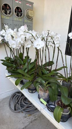 Orchids