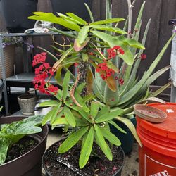 Crown Of Thorns 