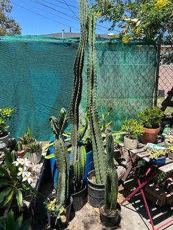 Cactus 🌵 $20 y $15 each