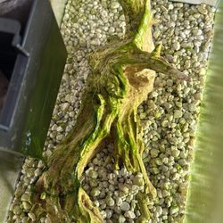 3 Gallon Fish Tank With Wood Decor 