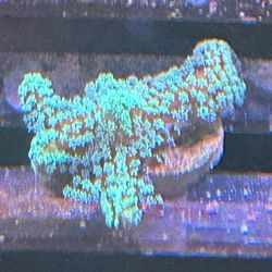 Fake  Birdsnest Decor Coral