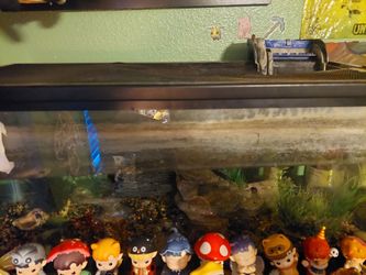 Fish tank
