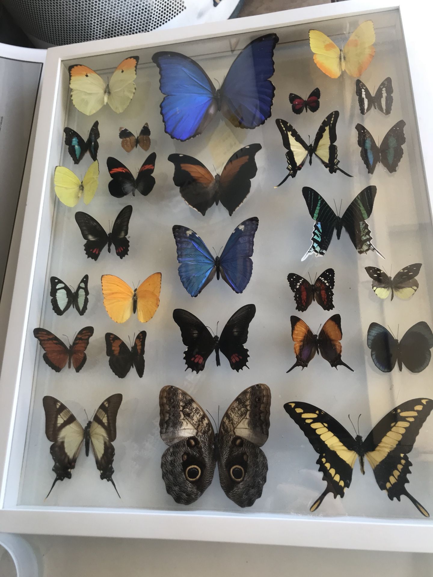 27 real framed butterflies, brand Earthbound