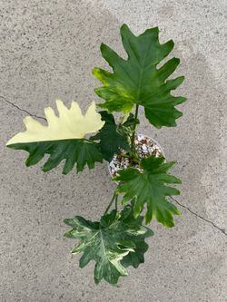 Philodendron Selloum Variegated