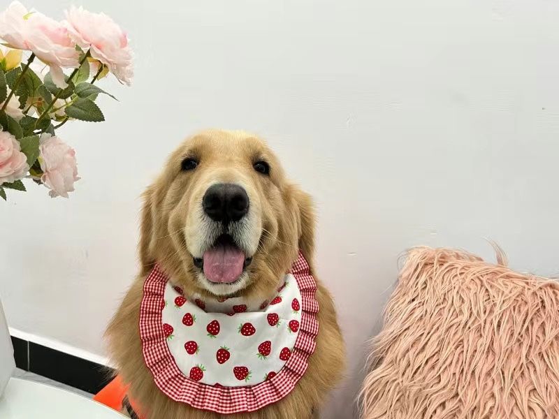 Dog clothes
