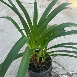 Agapantas