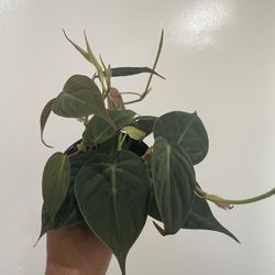 Philodendron Micans