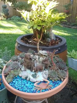 Succulent