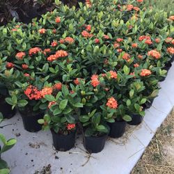 Orange Ixora Plants 1gallon