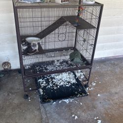 FREE Pet rats to good home 