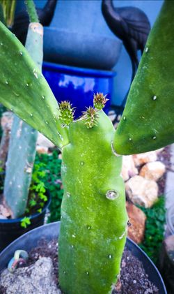 Spineless Prickly Pear Cactus - Opuntia Ficus Indica - Edible Nopales (1-3' ft.) 🌵