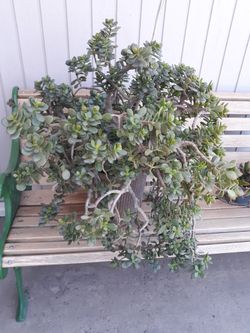 Healthy Jade Plant