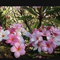  Plumeria Plant In 2 Gal Pot Assorted Colors