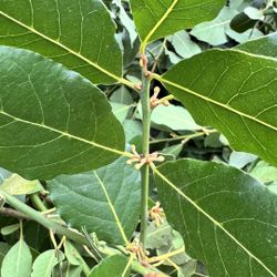 Free Fresh Bay Leafs 