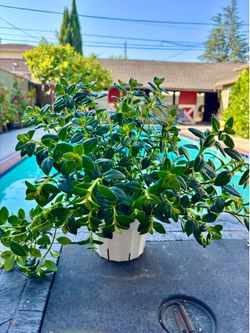 Goldfish plant 6” pot