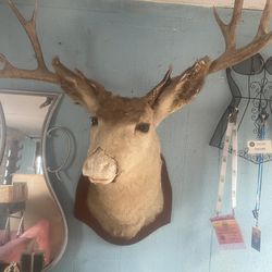 Deer mount