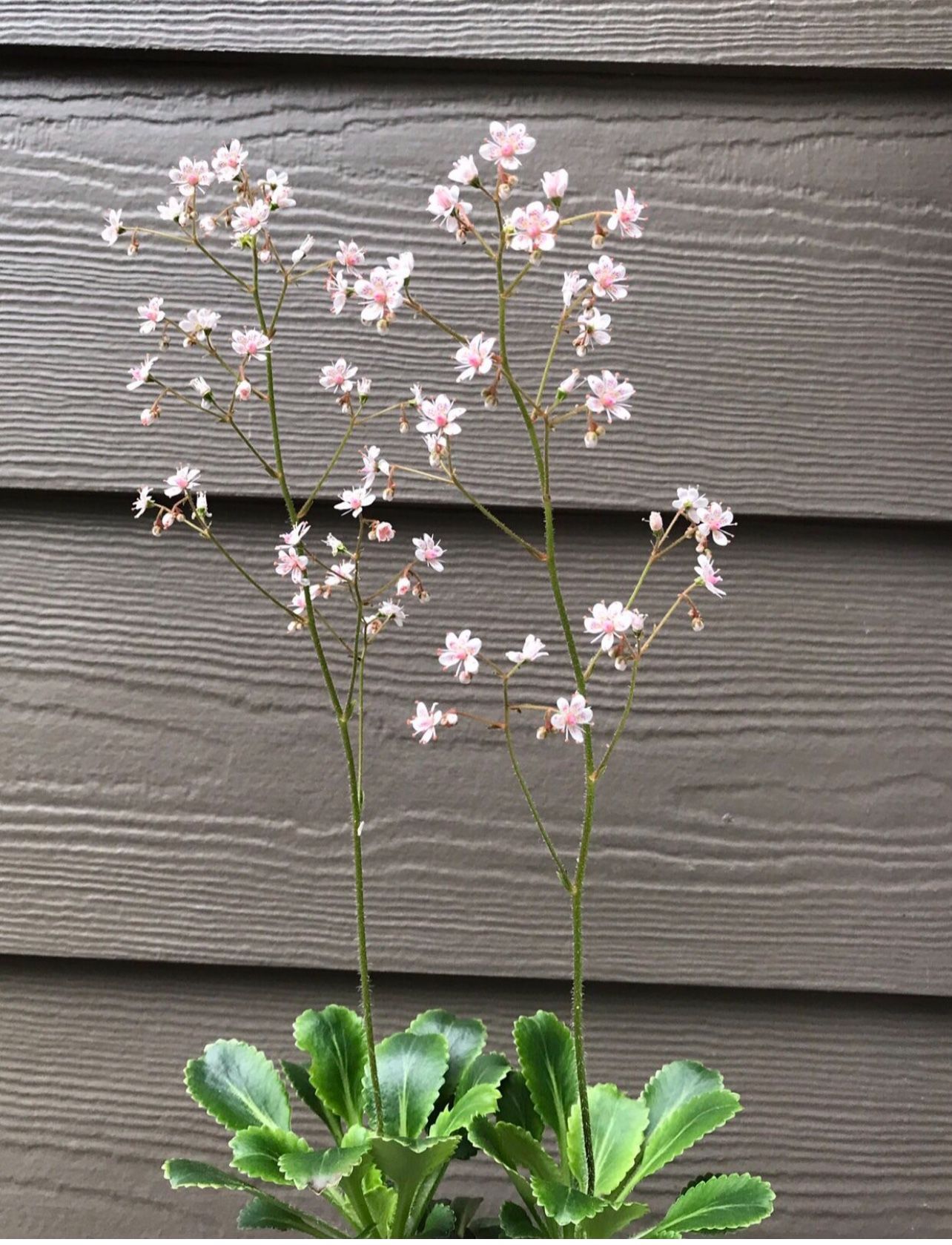 London Pride Saxifrage Beautiful Not Invasive Perennial Succulents ( 6+ Plants In One Pot).