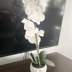 Artificial  Plant  