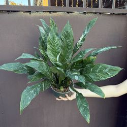 6” peace lily domino