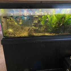 70 Gallon Fish Tank With Stand And Everything You Need 
