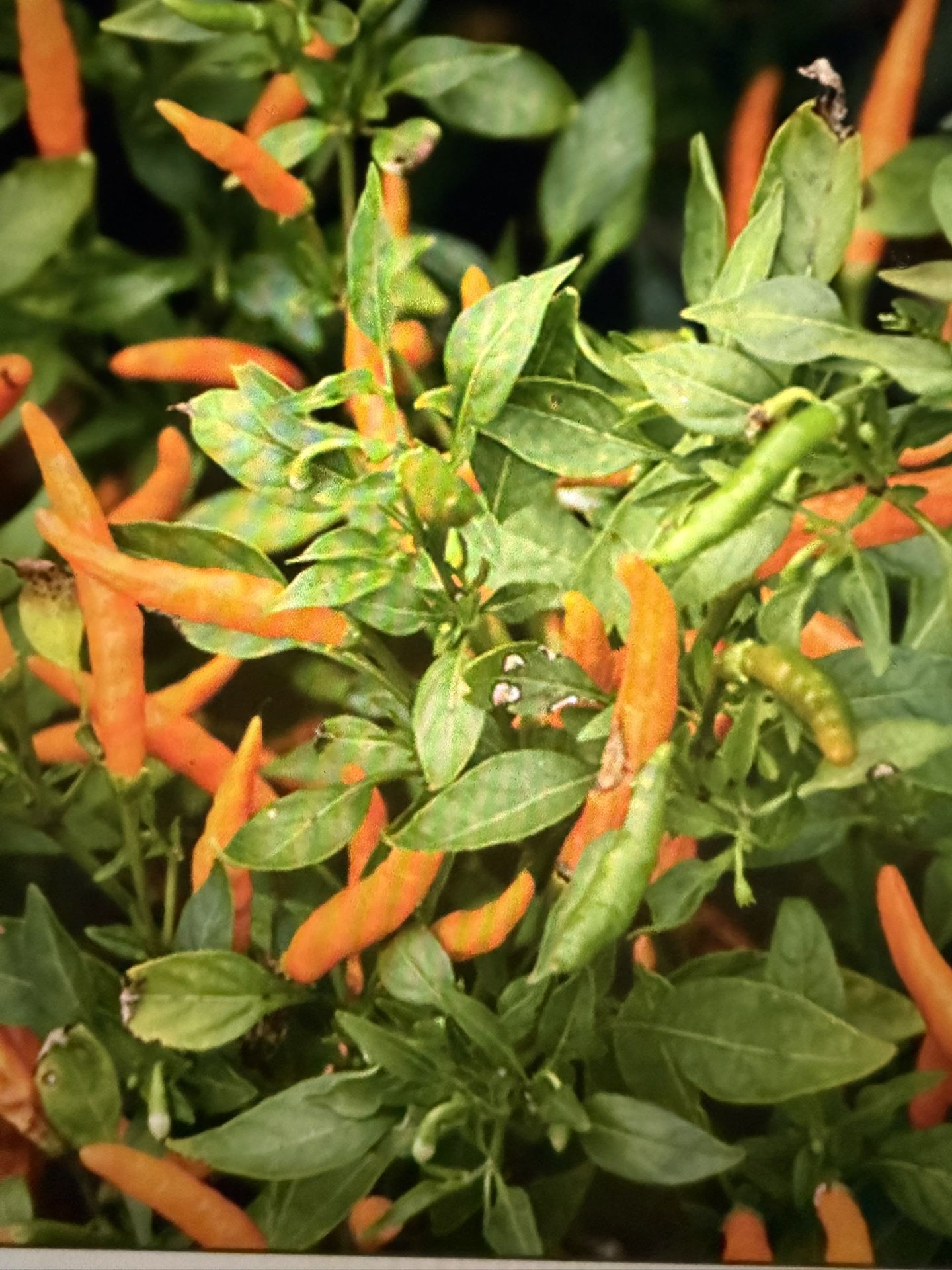Orange Thai Chili Plant