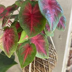 Kokedama Plant