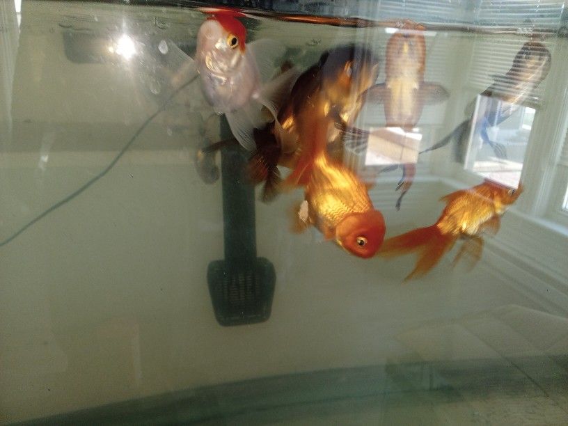 Aquarium Products