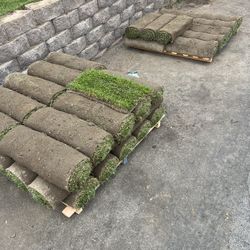 Fresh Fescue Sod – 344 Sq Ft – Must Go Today!