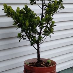 Japanese Euonymus Shrub 