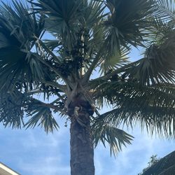 Attention Nursery’s And Builders: Tall Bismarck Palms 