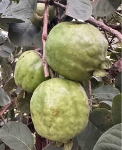 Taiwanese Seedless Guava (Oi Dai Loan)