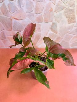 Syngonium Pink Mosaic Plant - 5inch