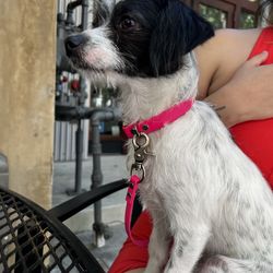 Hand Crafted Dog Leashes And Collars