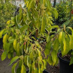 Avocado Tree 🥑🥑