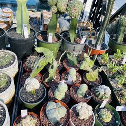 Cactus Rare Exotic Imported On Sale $30-$$$