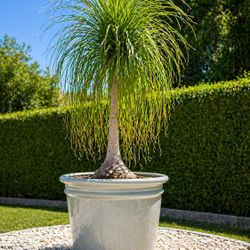 Large Ponytail Palm (Elephant Foot Palm) in 40-Gallon Ceramic Pot