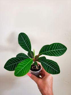 Euphorbia leuconeura