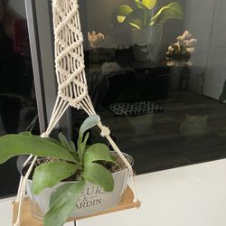 Housplant Staghorn Fern With Hanging Macrame