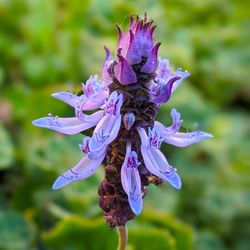 Coleus Caninus "Scaredy Cat" Plant with Purple Flowers