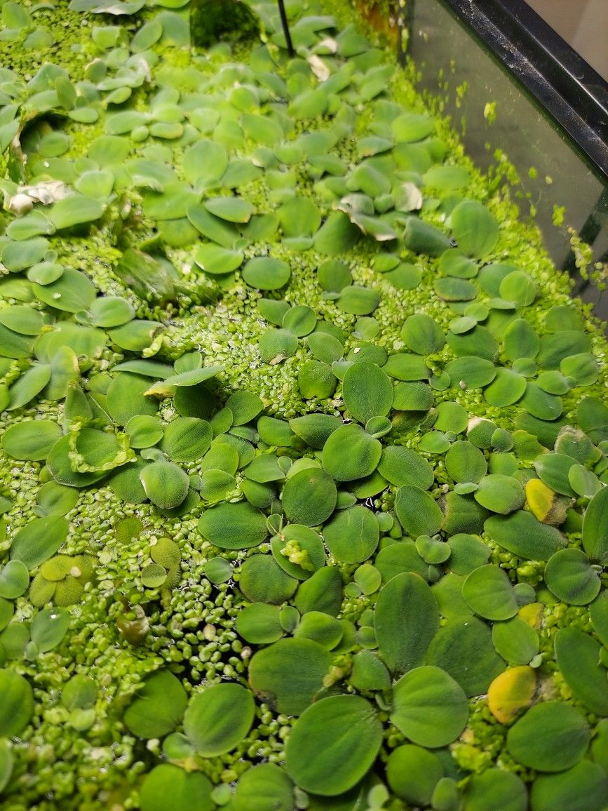 Duck Weed and Water Lettuce for sale