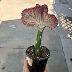 5” Mermaid Tail Cactus