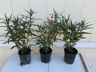 Plants in 1 gl.   $3 each