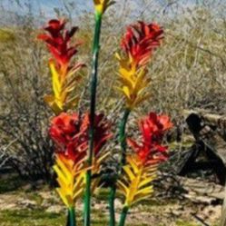 Extra Large Over 5 Feet Tall Ocotillo Decorative Vibrant Colorful  Metal Yard Art