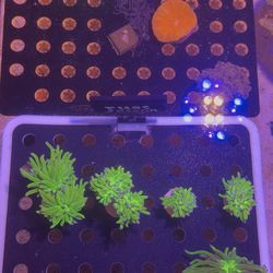 Coral aquarium decor “fake”