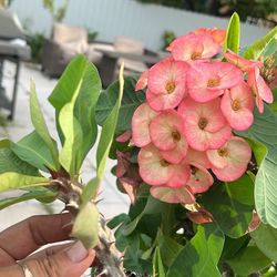 Crown Of Thorns 