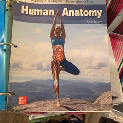 human anatomy 