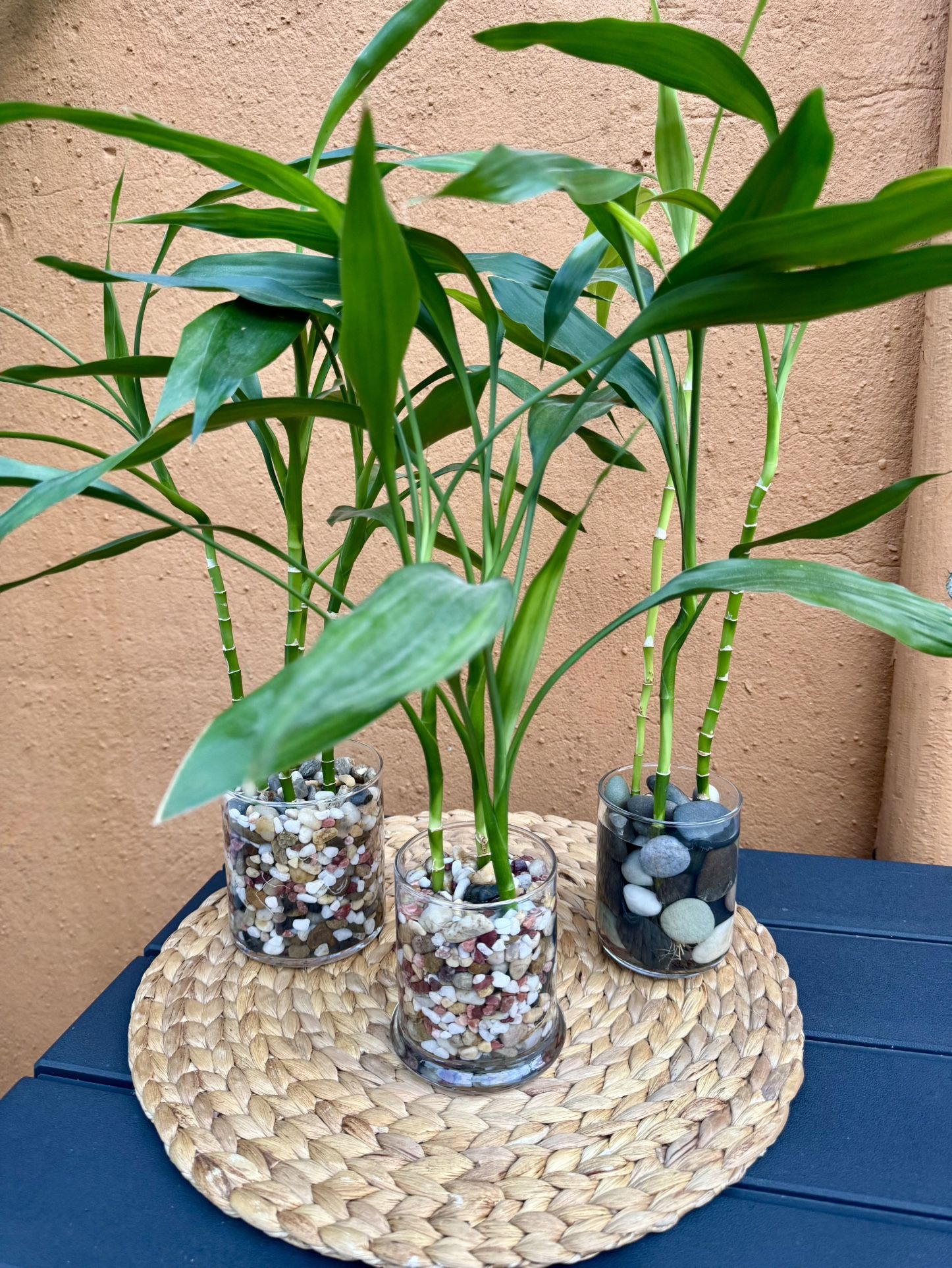 Live Hydroponic Bamboo Plants